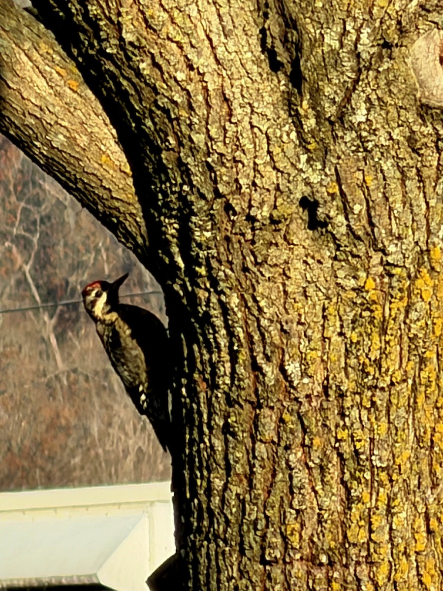 Yellow-bellied Sapsucker - ML645995170
