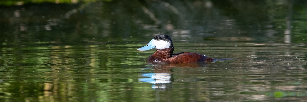 kachnice kaštanová - ML645995172