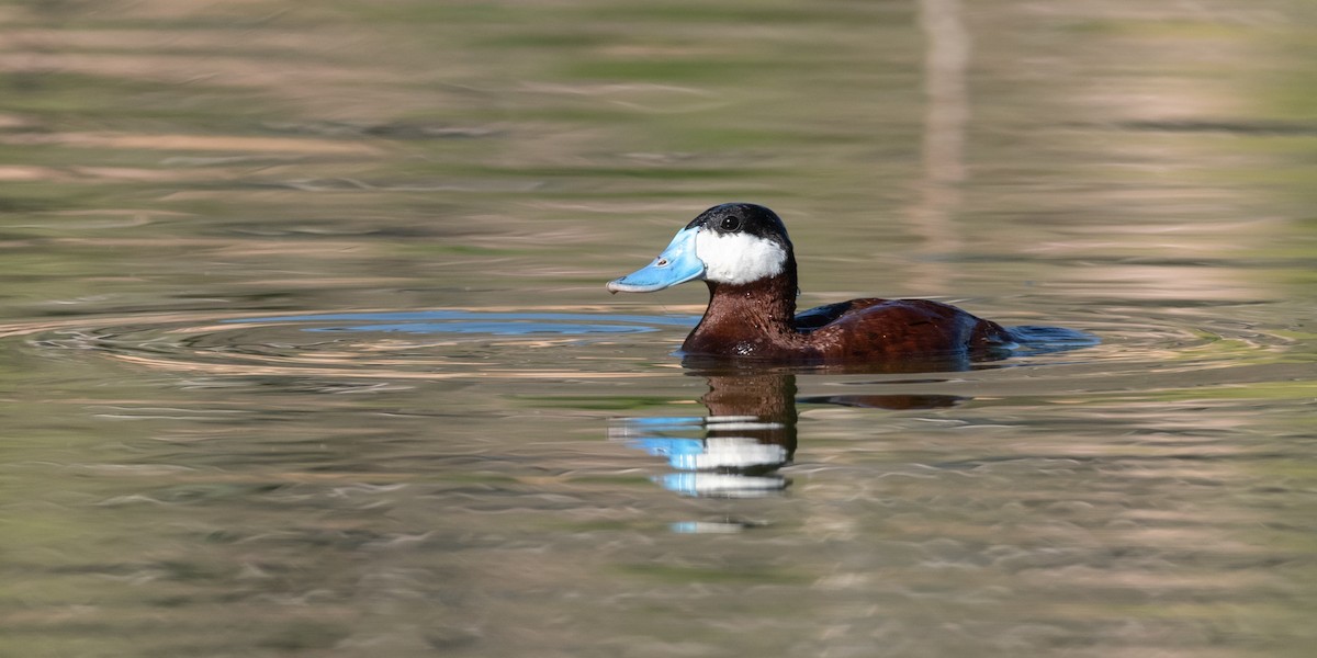 kachnice kaštanová - ML645995173