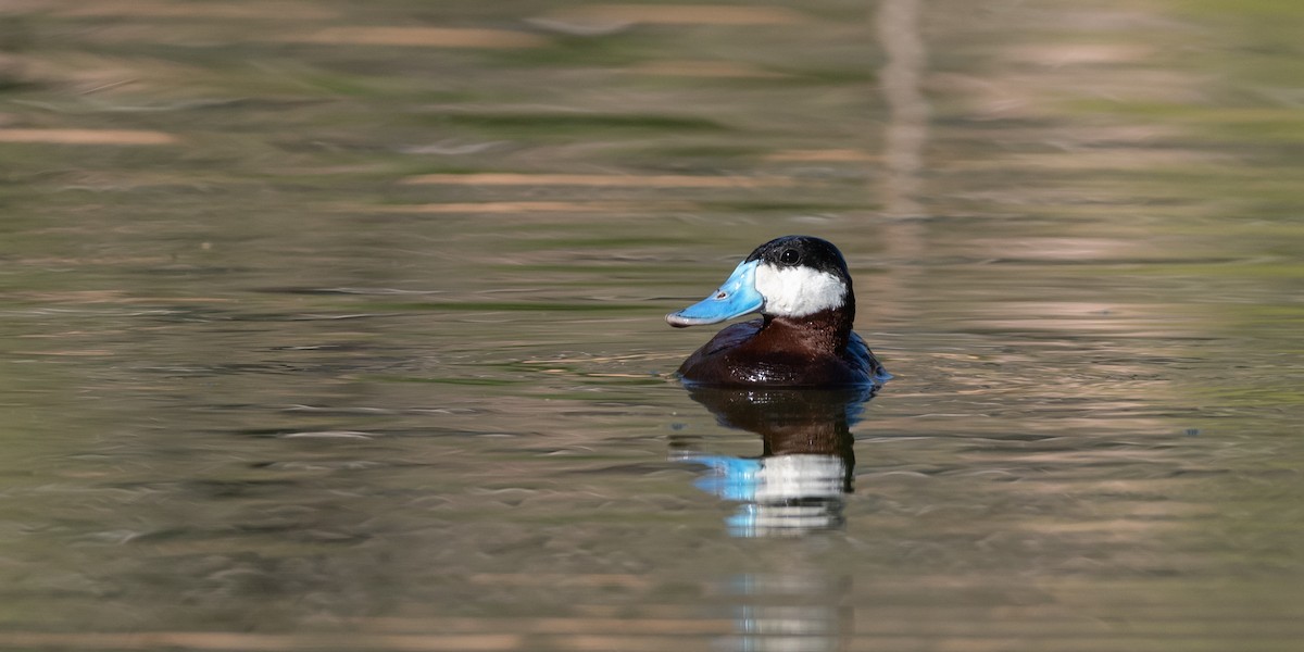 kachnice kaštanová - ML645995174