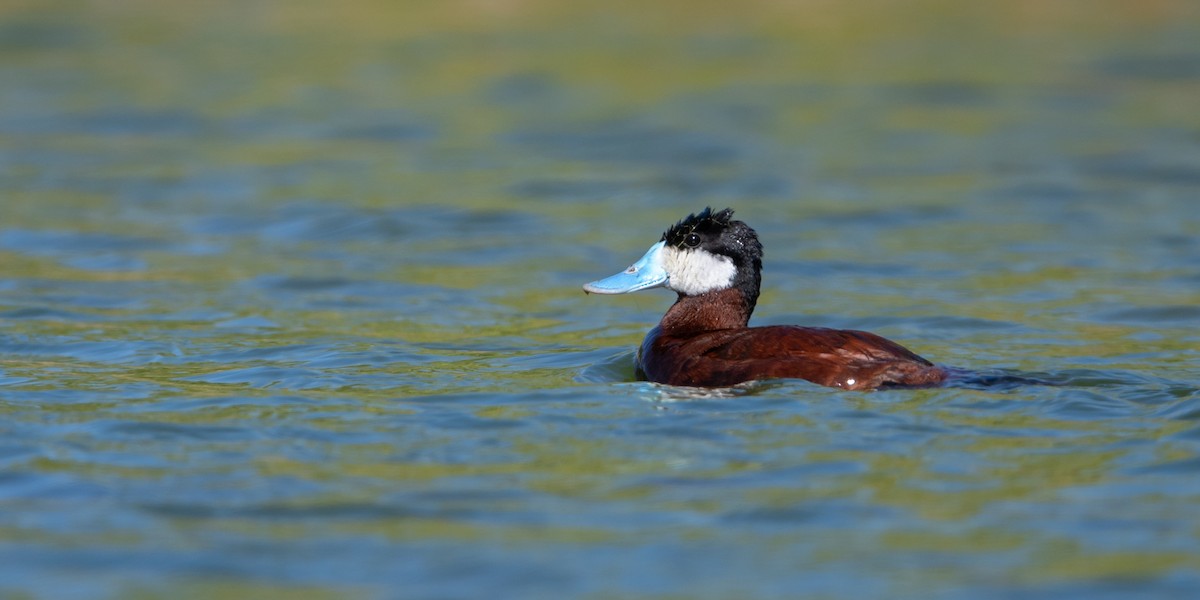 kachnice kaštanová - ML645995175