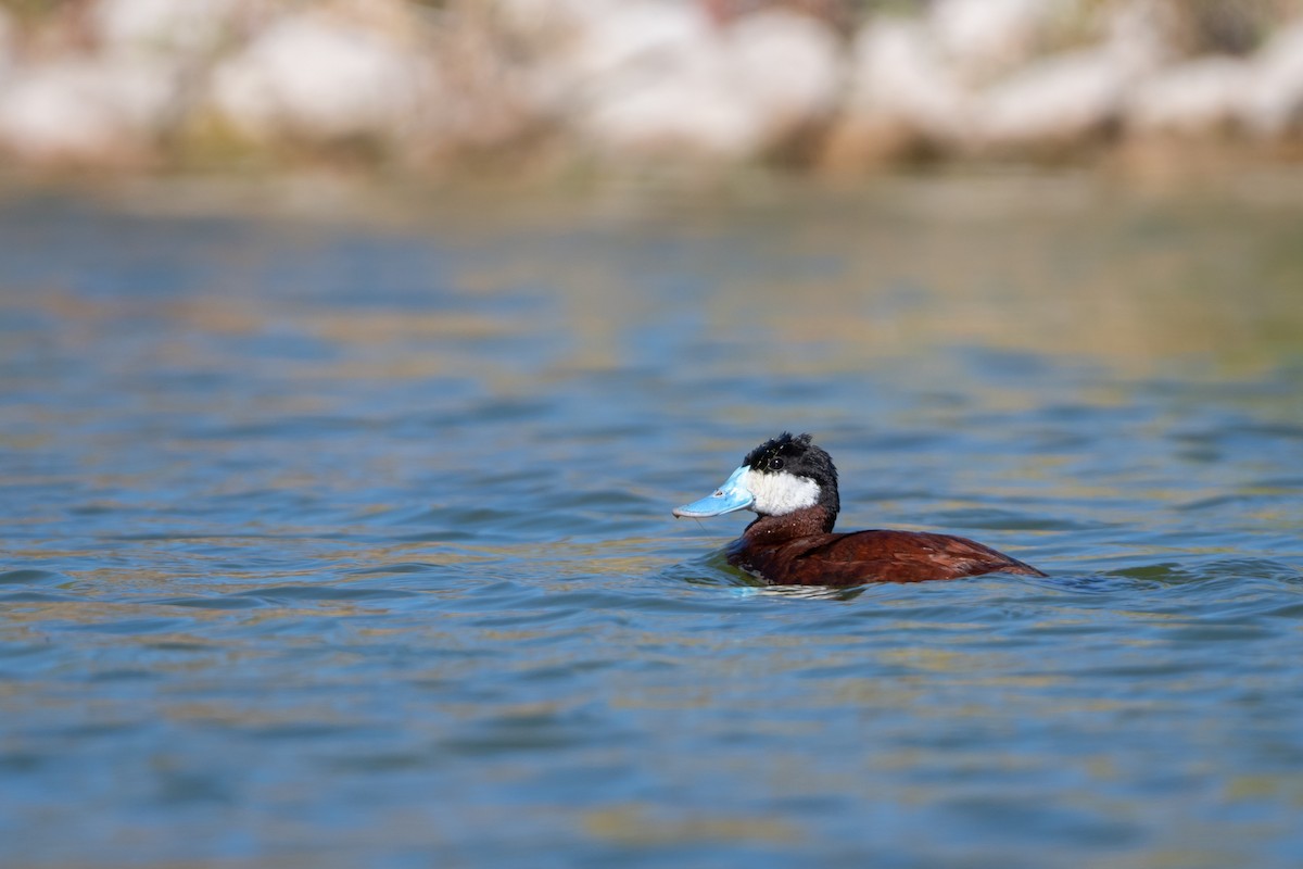 kachnice kaštanová - ML645995176