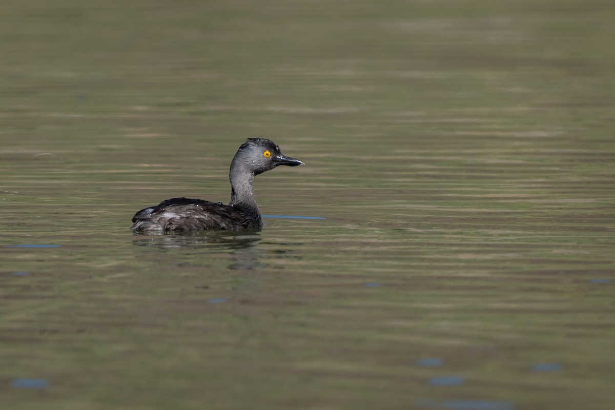 Amerika Küçük Batağanı - ML645995177