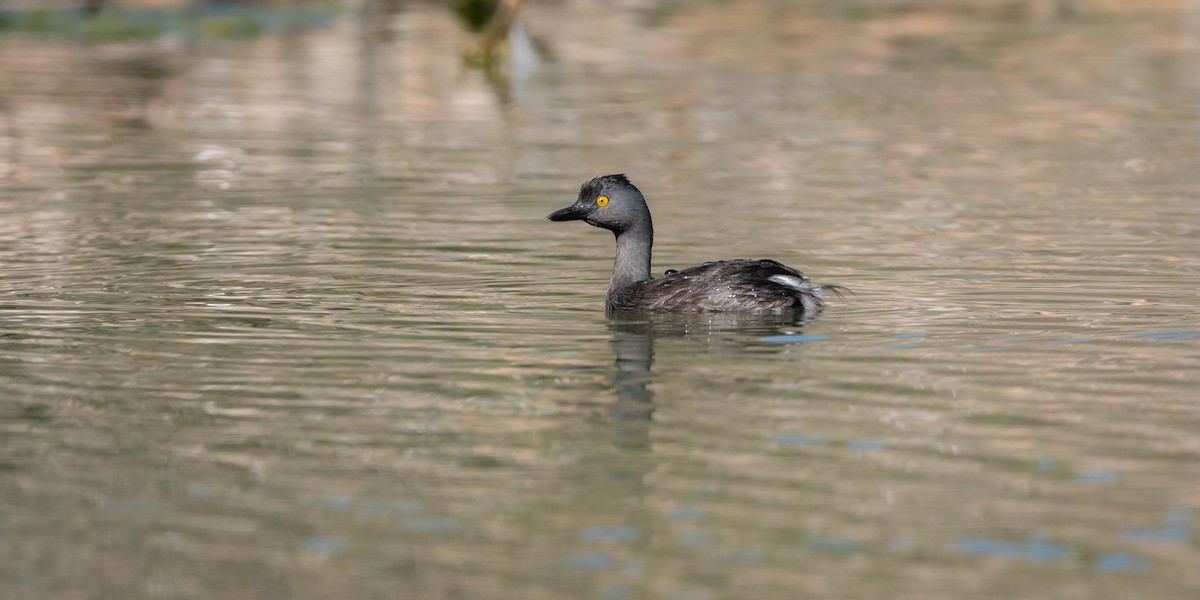 Amerika Küçük Batağanı - ML645995179