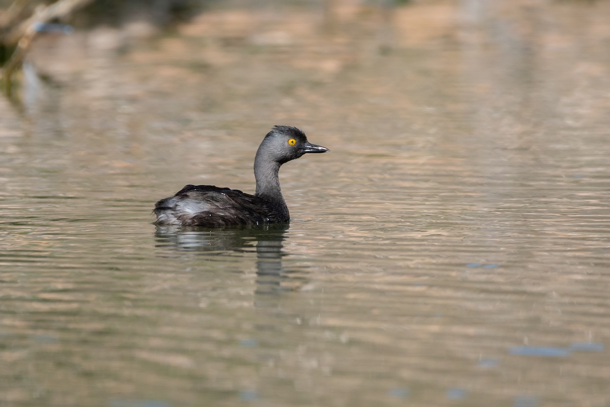 Amerika Küçük Batağanı - ML645995180