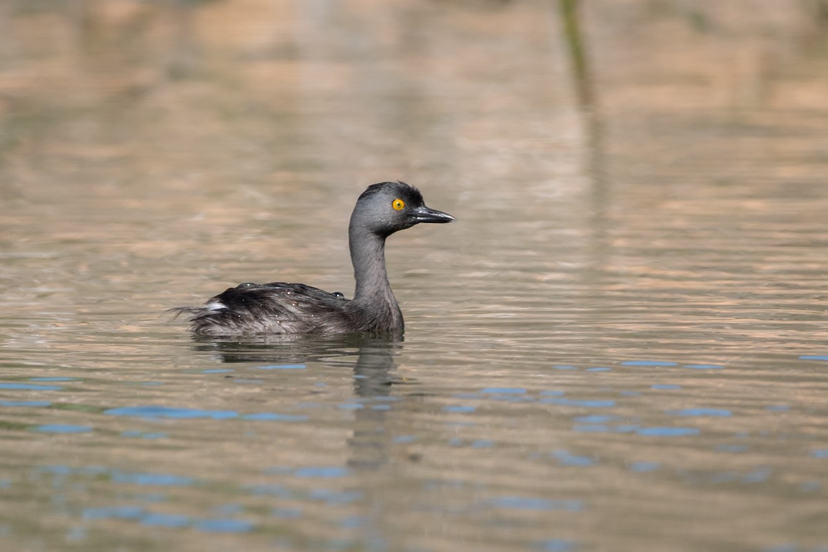 Amerika Küçük Batağanı - ML645995181