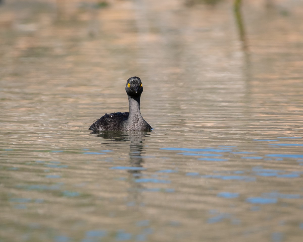 Amerika Küçük Batağanı - ML645995182