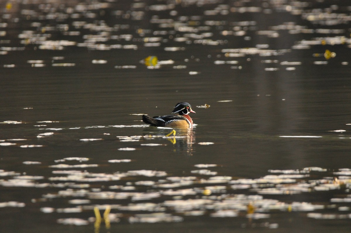 美洲鴛鴦 - ML645995183