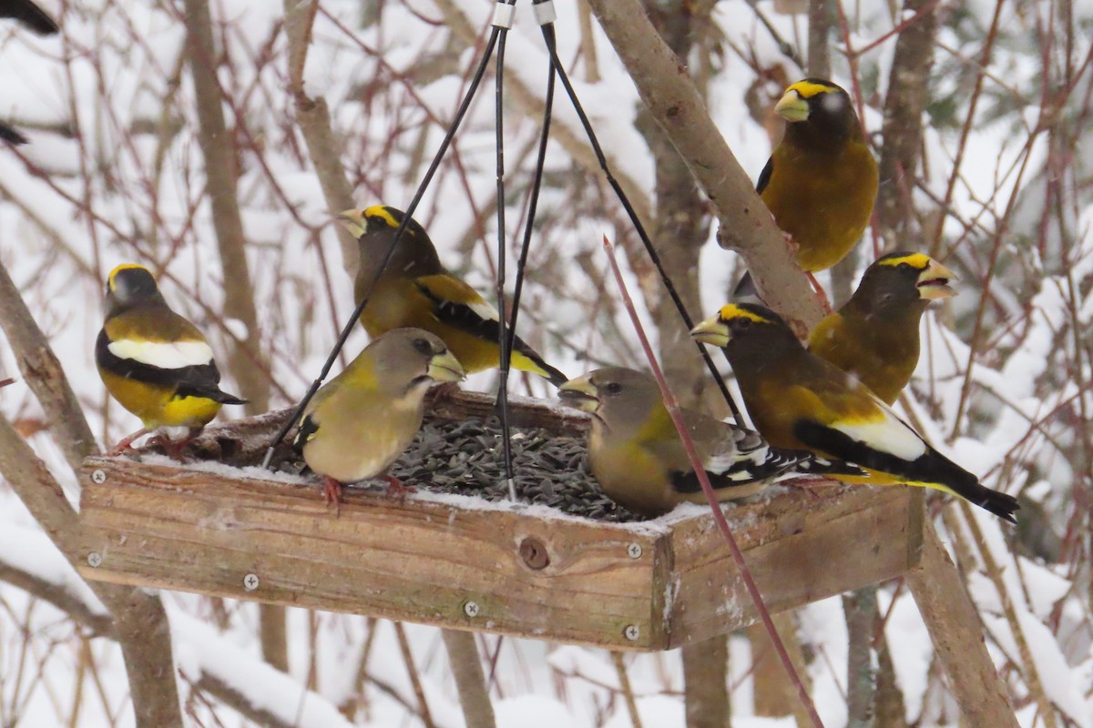 Evening Grosbeak - ML645995184