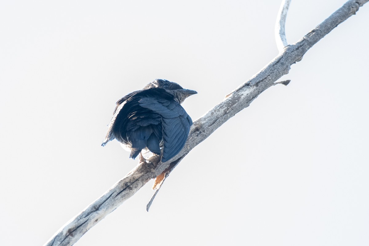 Elai purpura - ML645995185