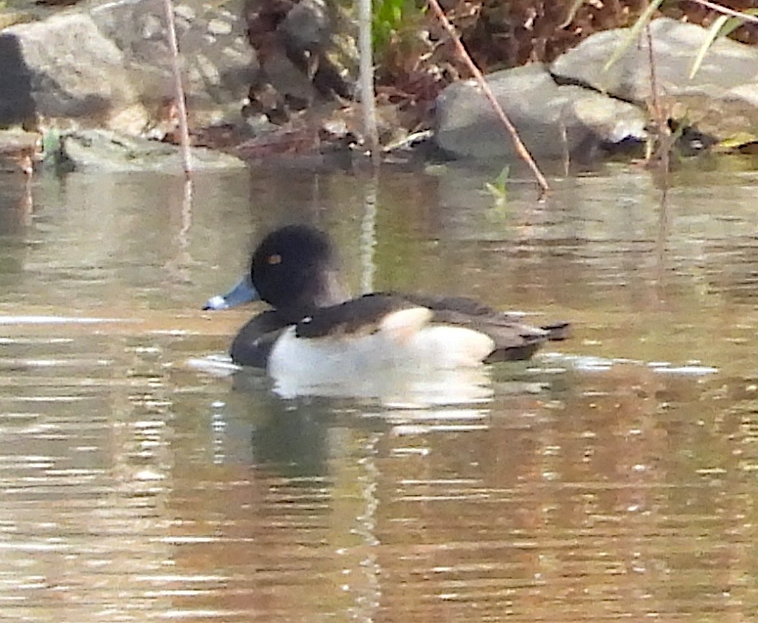 Ring-necked Duck - ML645995189