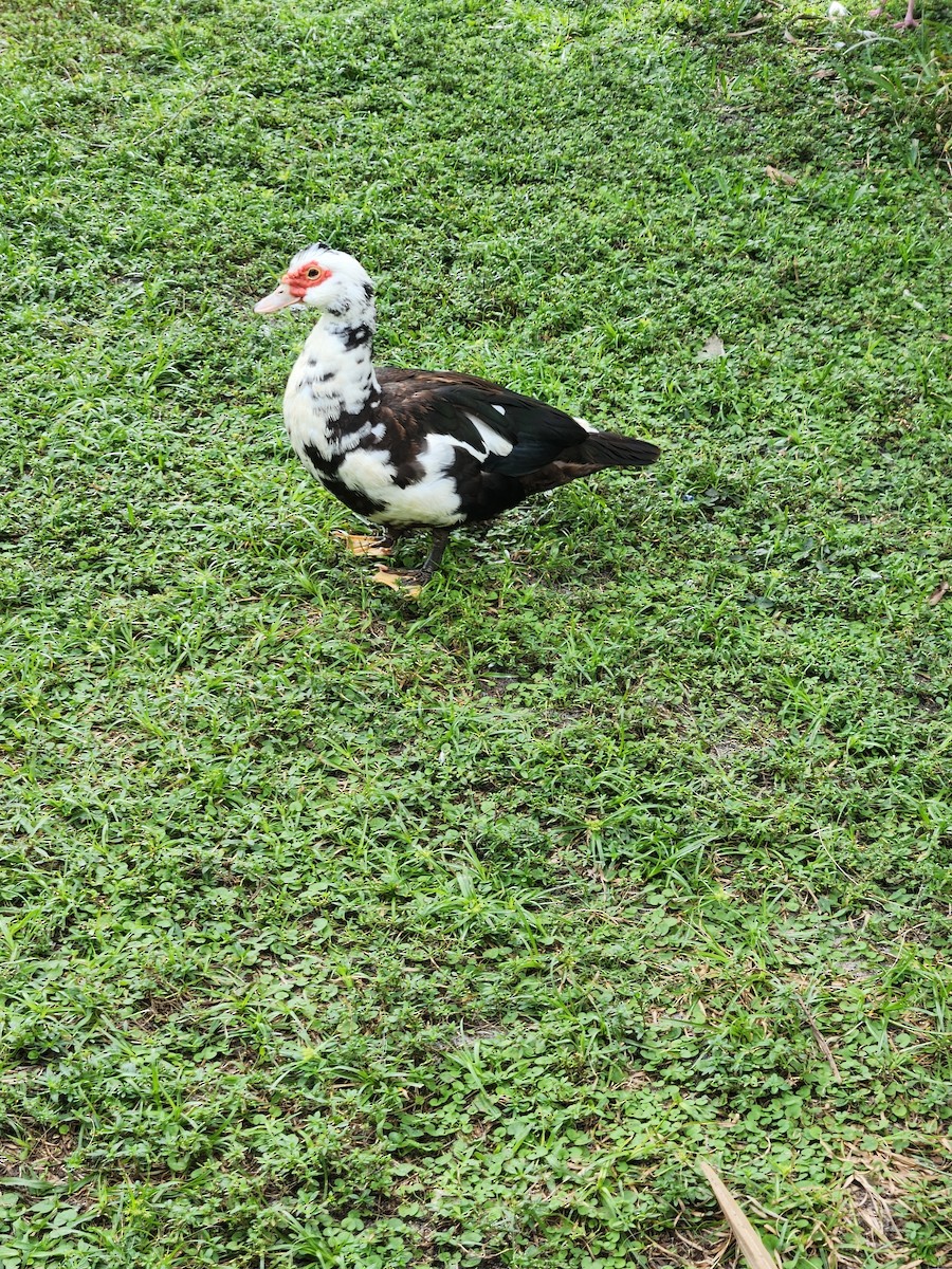 番鴨(馴化)(薑母鴨) - ML645995192