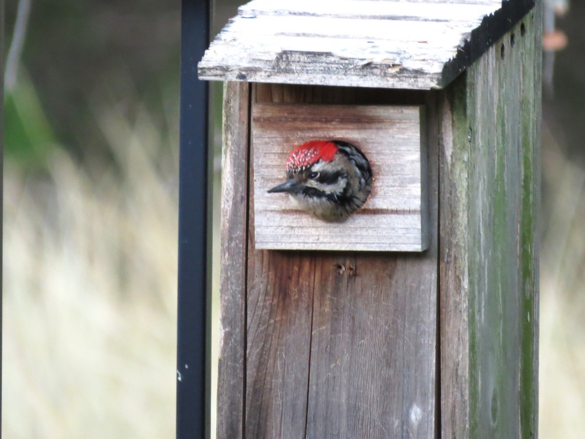 Ladder-backed Woodpecker - ML645995193