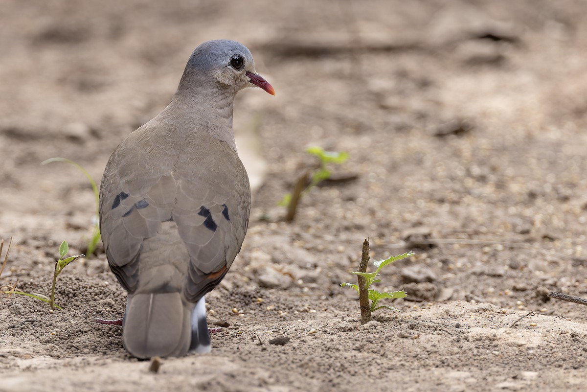 アオフバト - ML645995194