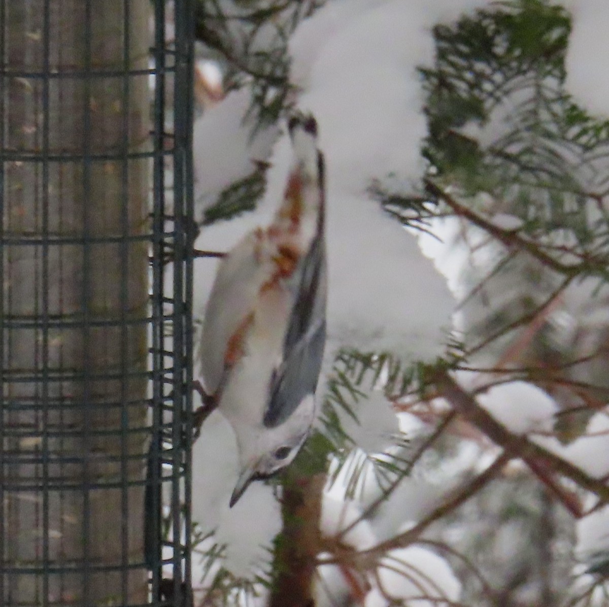 White-breasted Nuthatch - ML645995196