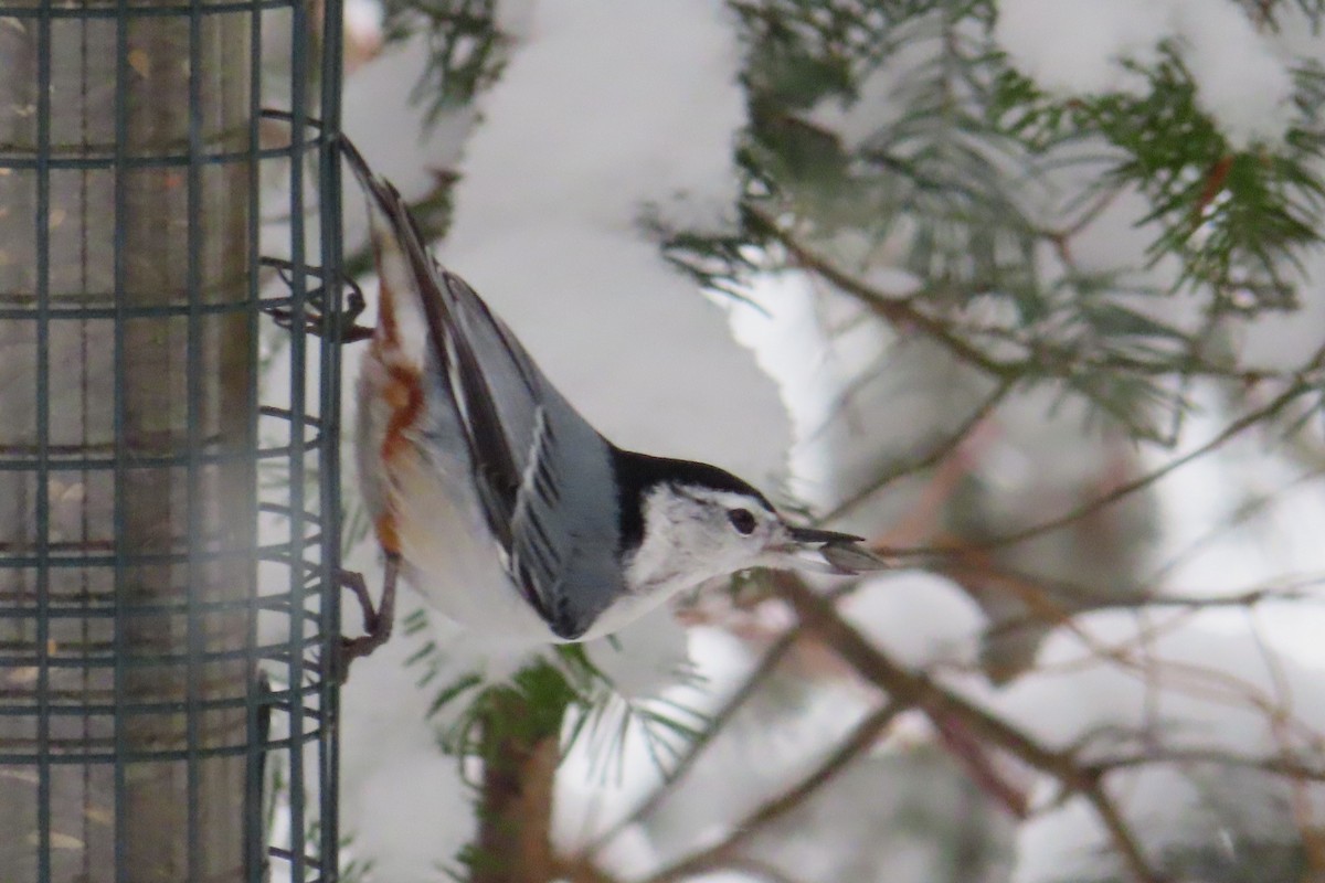 White-breasted Nuthatch - ML645995197