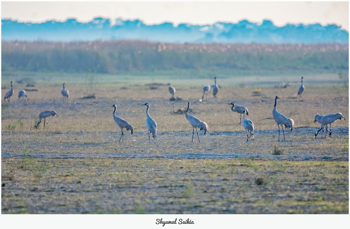 Common Crane - ML645995198