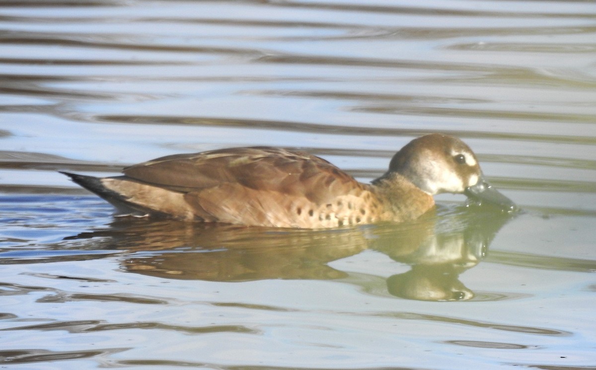 Brazilian Teal - ML645995211