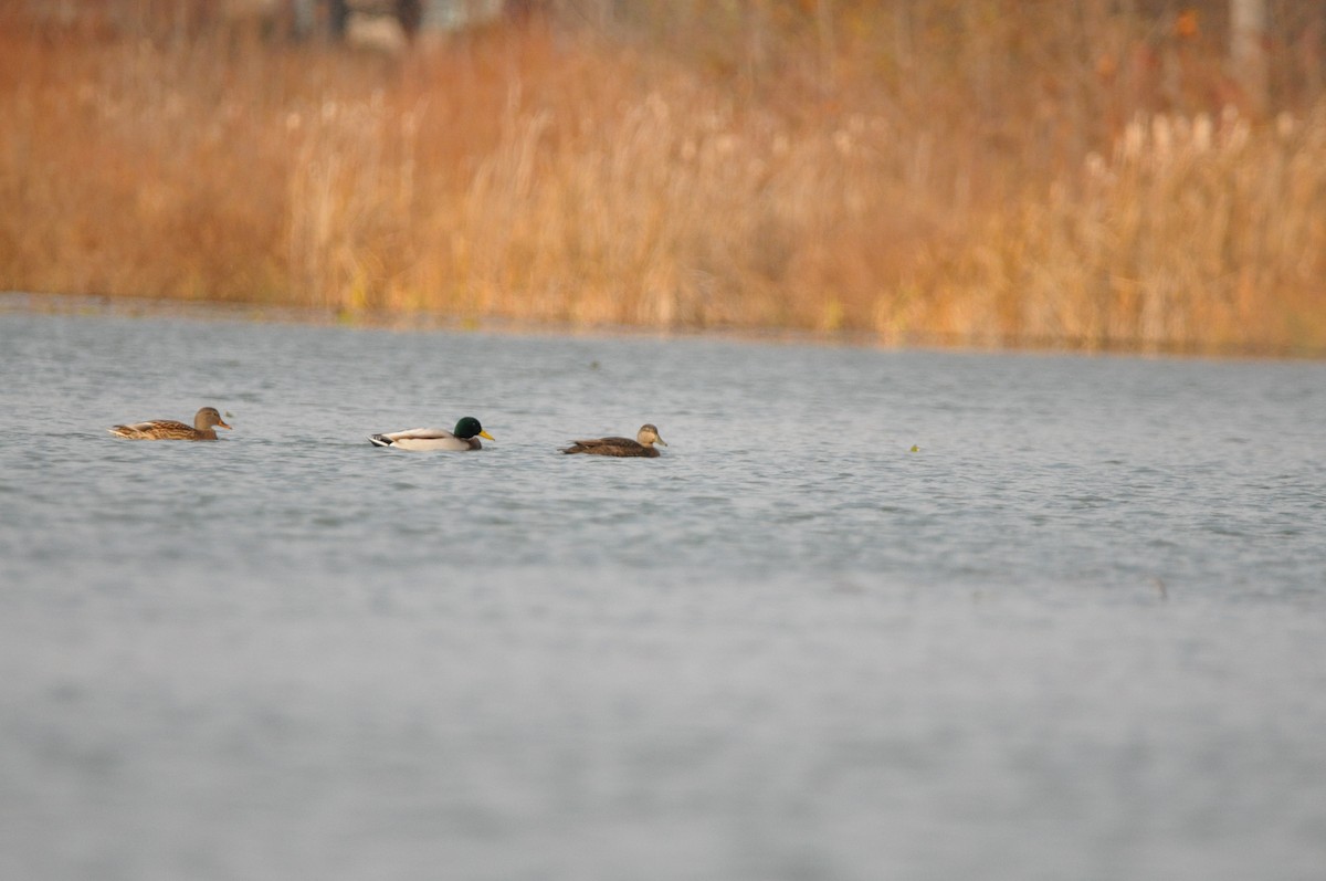 American Black Duck - ML645995212