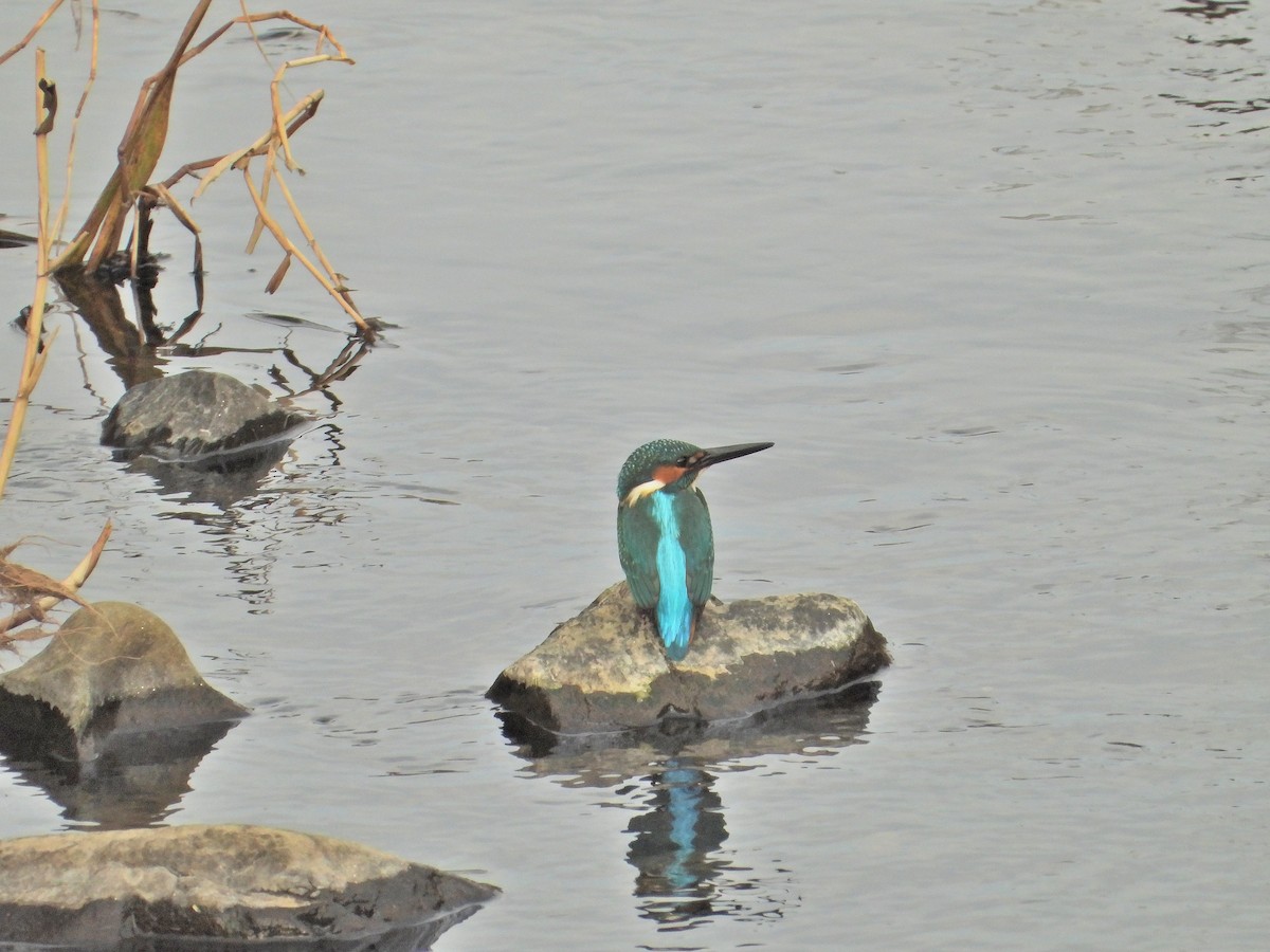 isfugl - ML645995221