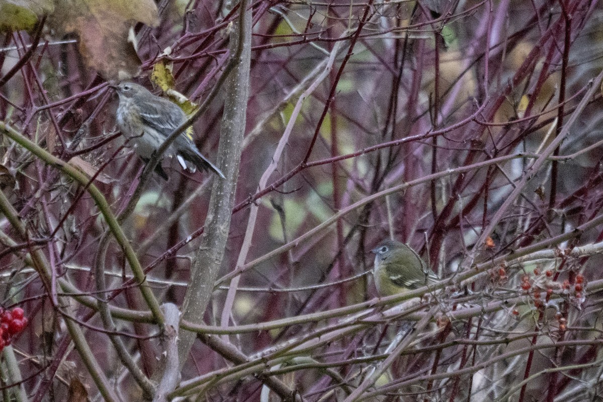 Blue-headed Vireo - ML645995225