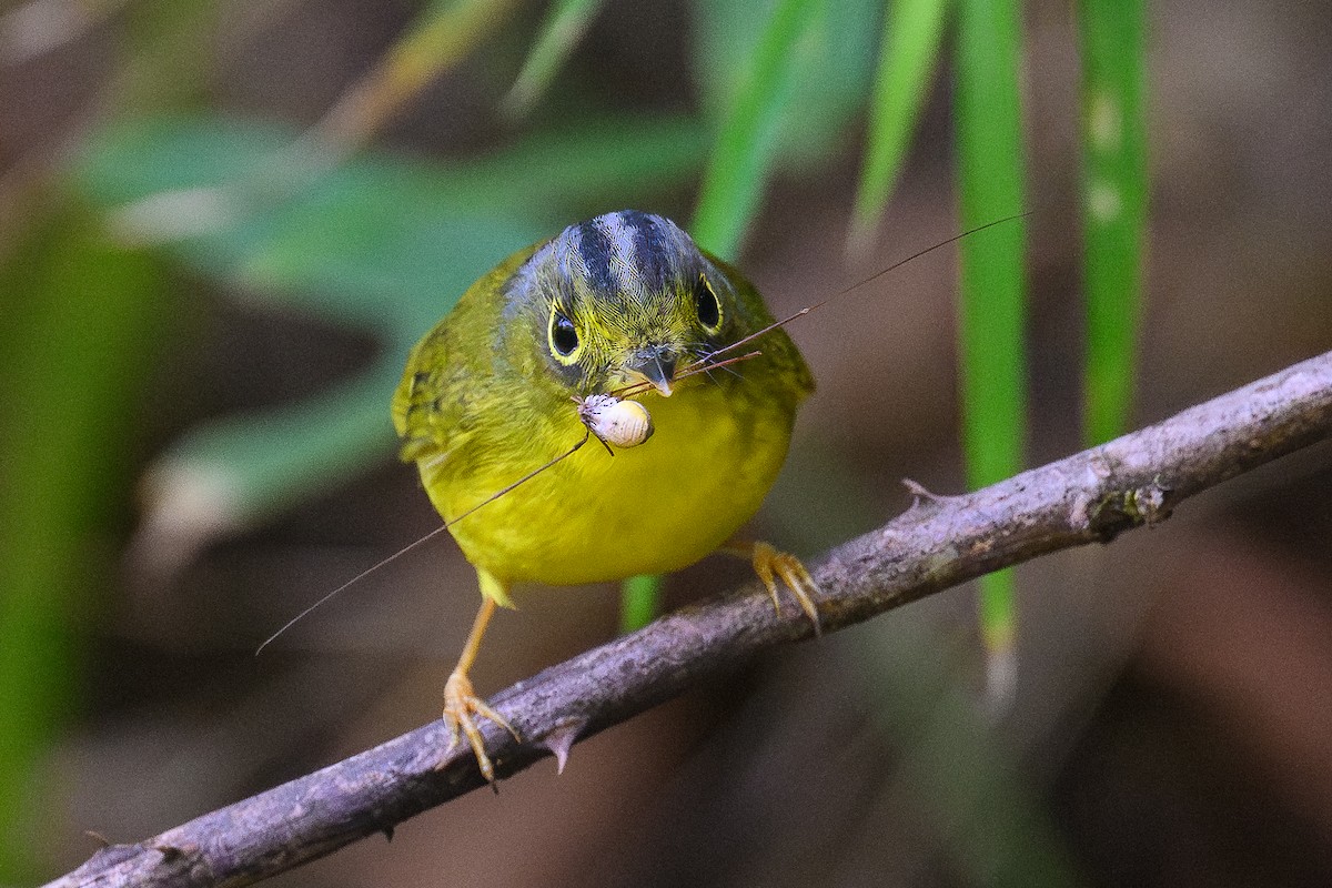 White-spectacled Warbler - ML645995241