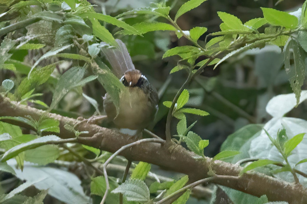 Rusty-capped Fulvetta - ML645995244