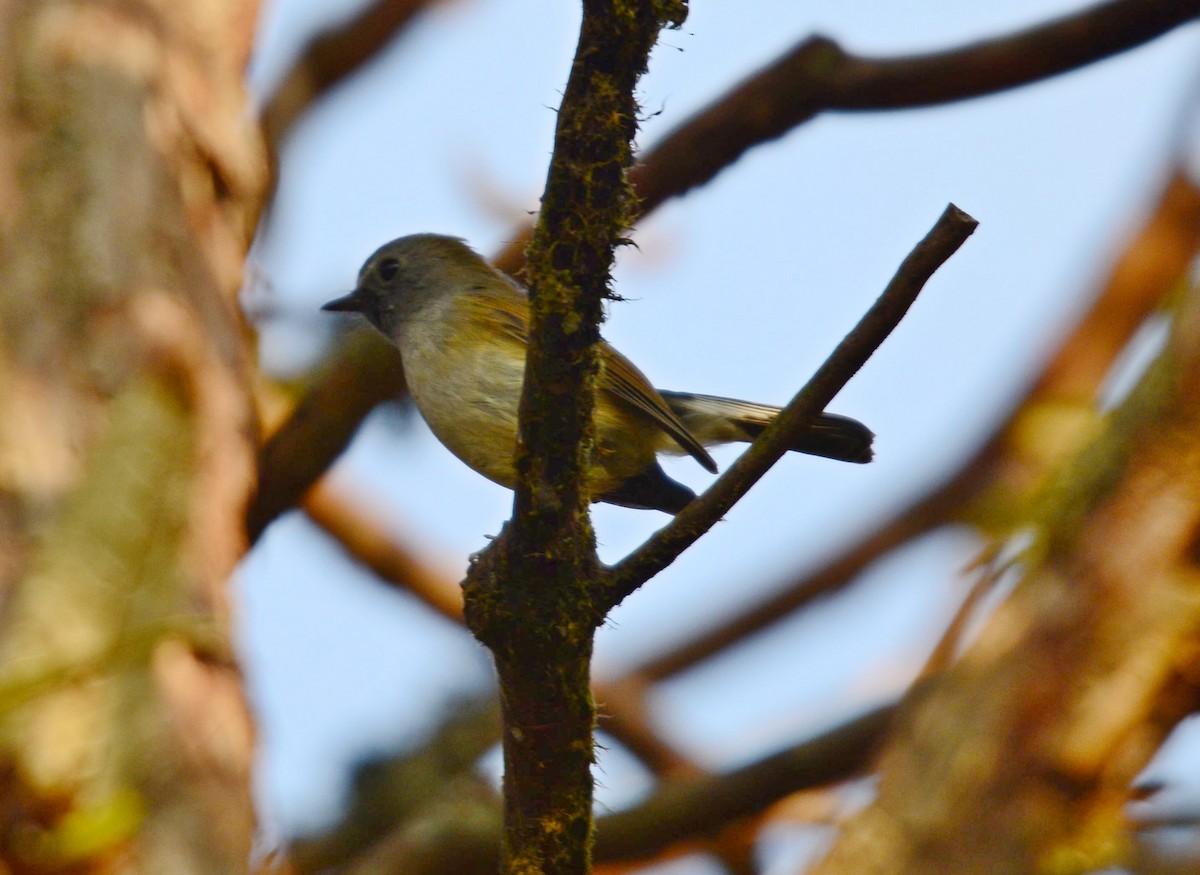 Rufous-gorgeted Flycatcher - ML645995247
