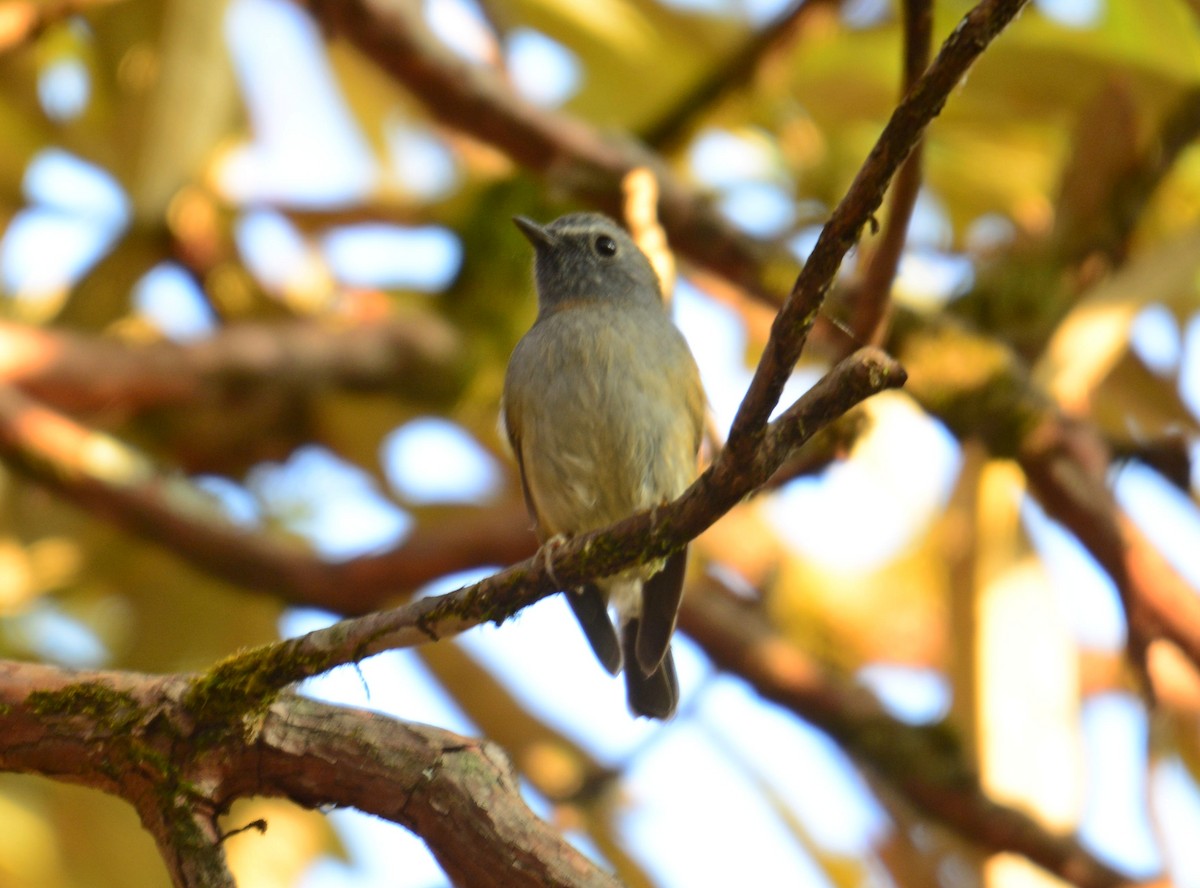 Rufous-gorgeted Flycatcher - ML645995248