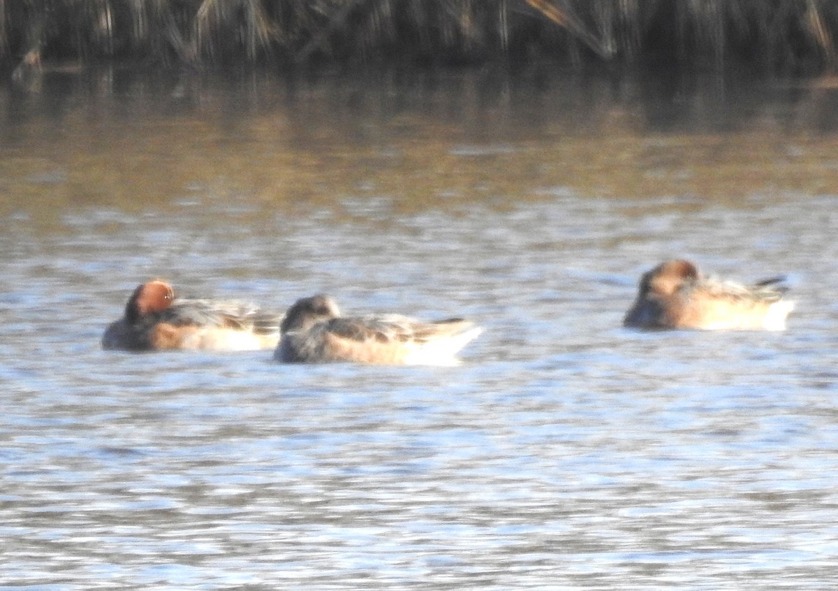 Eurasian Wigeon - ML645995249