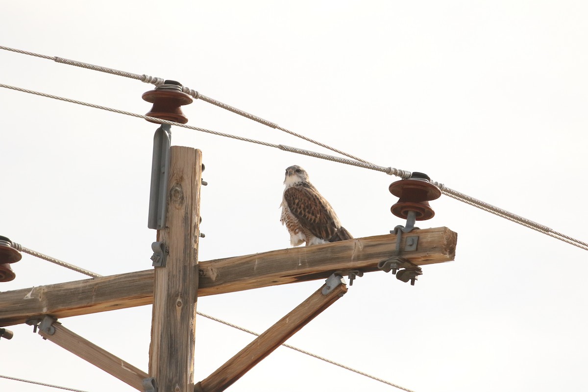 Ferruginous Hawk - ML645995250