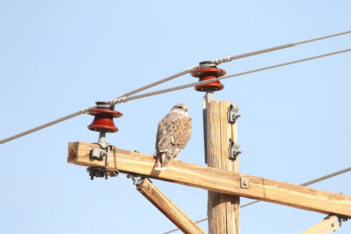 Ferruginous Hawk - ML645995253