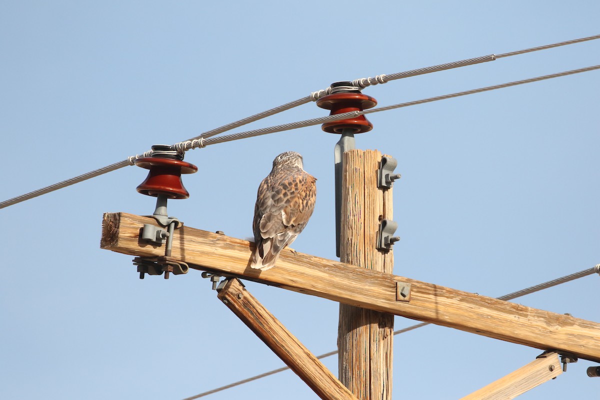 Ferruginous Hawk - ML645995254