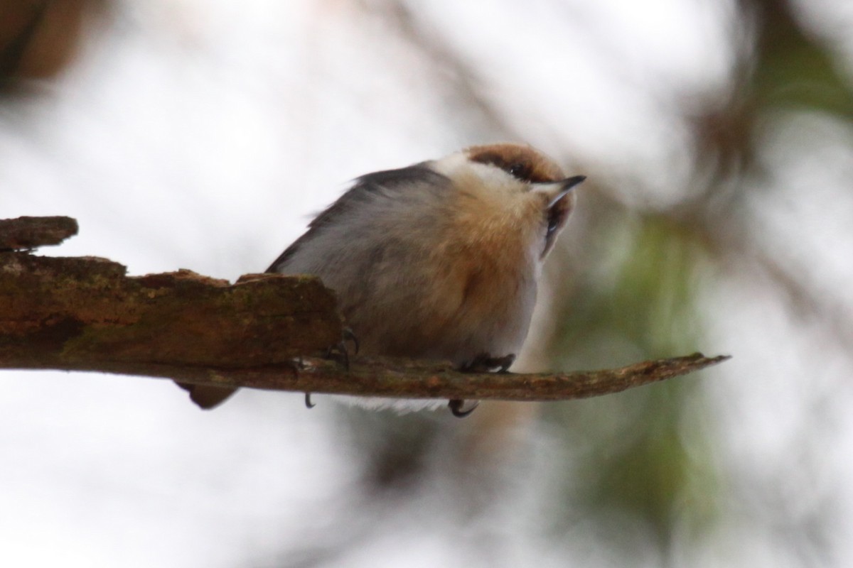 Brown-headed Nuthatch - ML645995275
