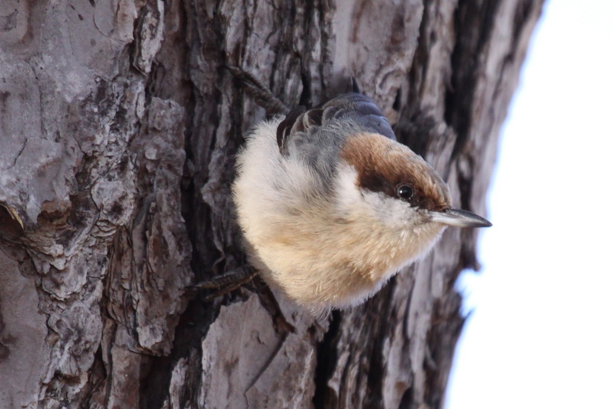 Brown-headed Nuthatch - ML645995277