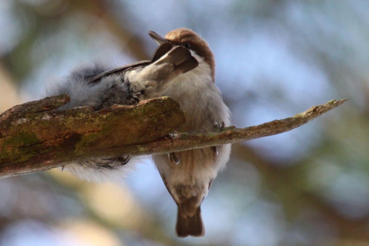 Brown-headed Nuthatch - ML645995278
