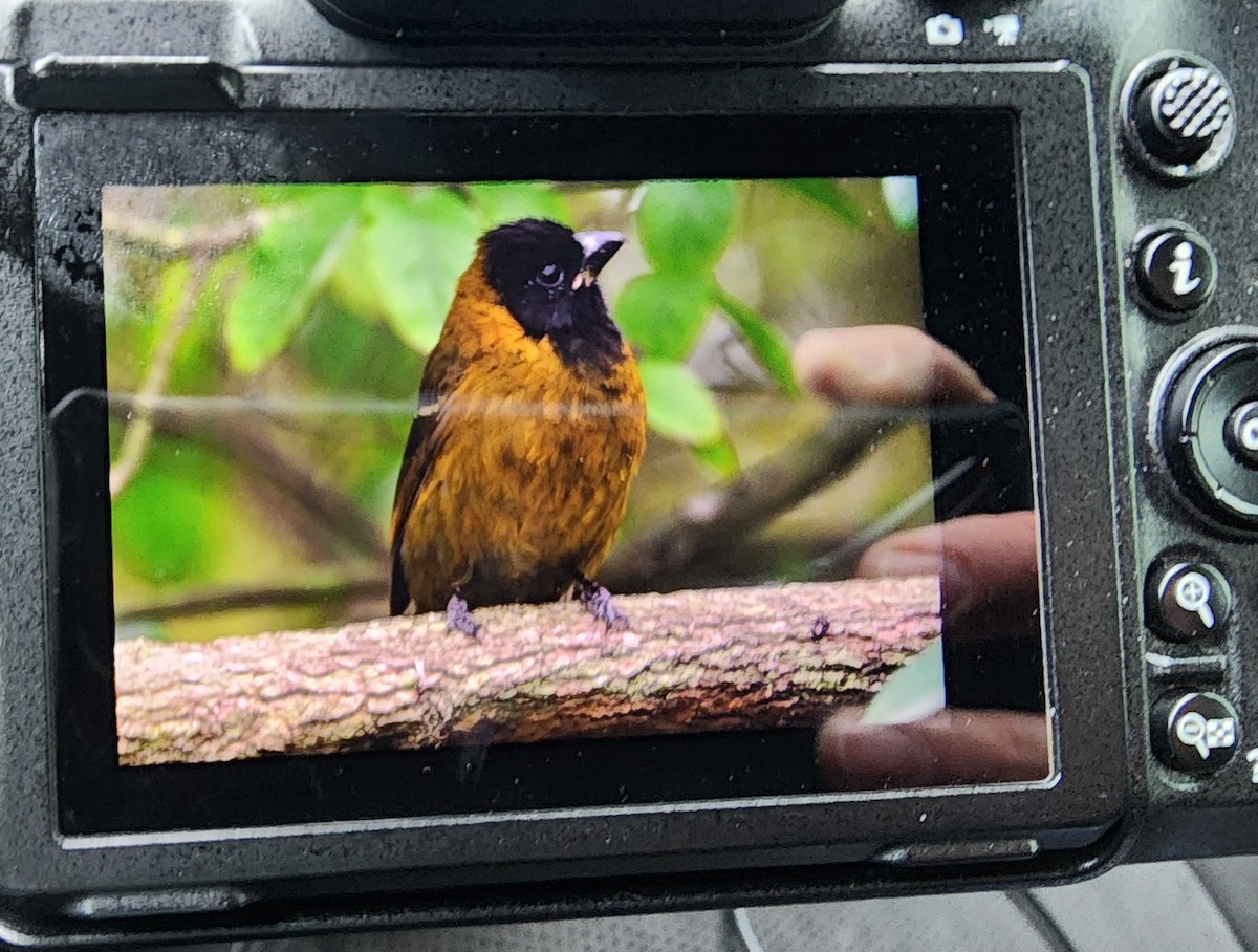 Crimson-collared Grosbeak - ML645995282