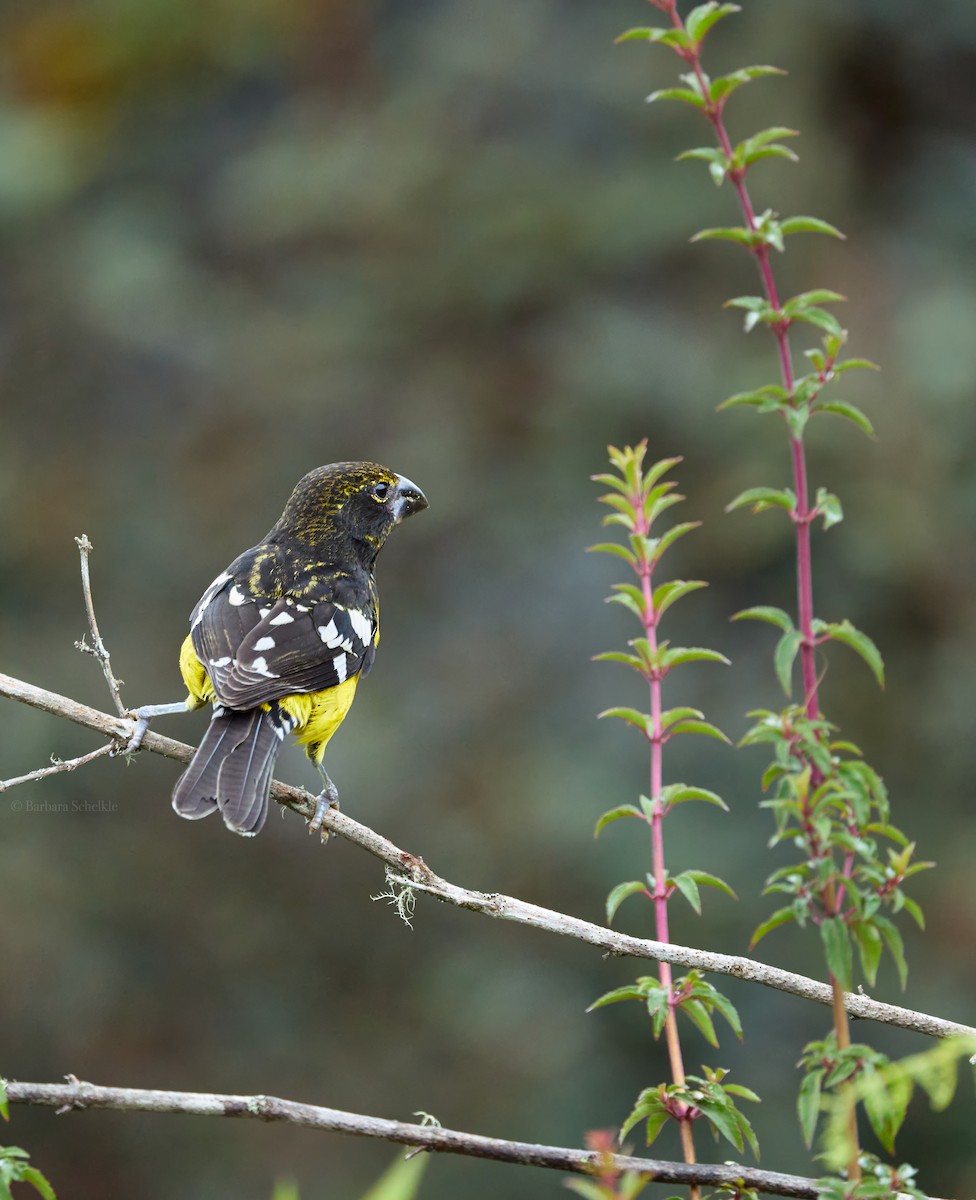 Black-backed Grosbeak - ML645995286