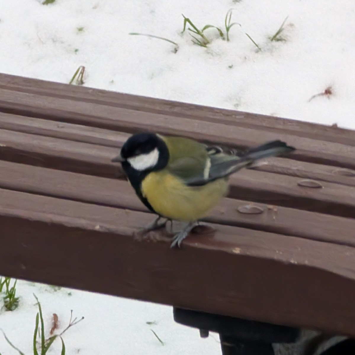 Great Tit - ML645995293