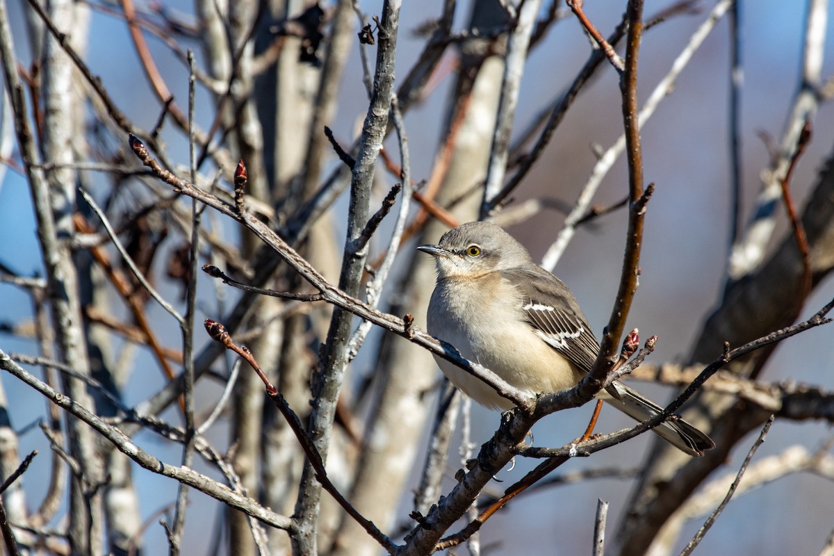 Northern Mockingbird - ML645995294