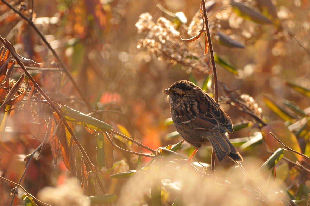 White-throated Sparrow - ML645995295