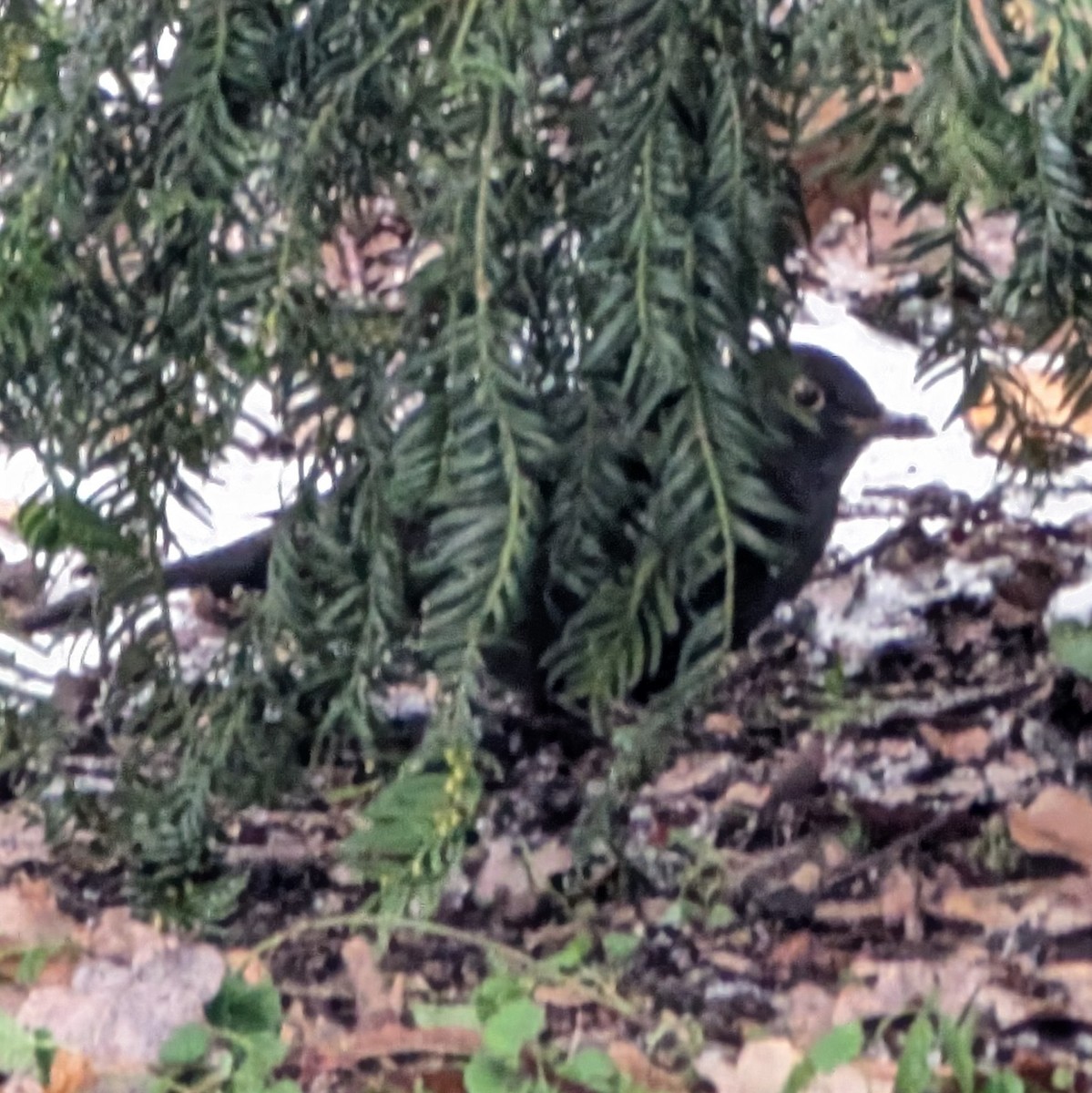 Eurasian Blackbird - ML645995297