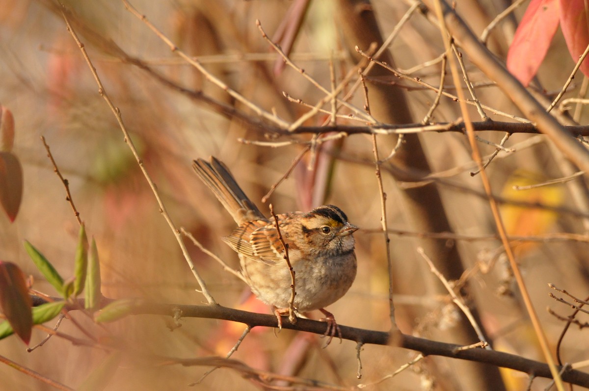 White-throated Sparrow - ML645995299