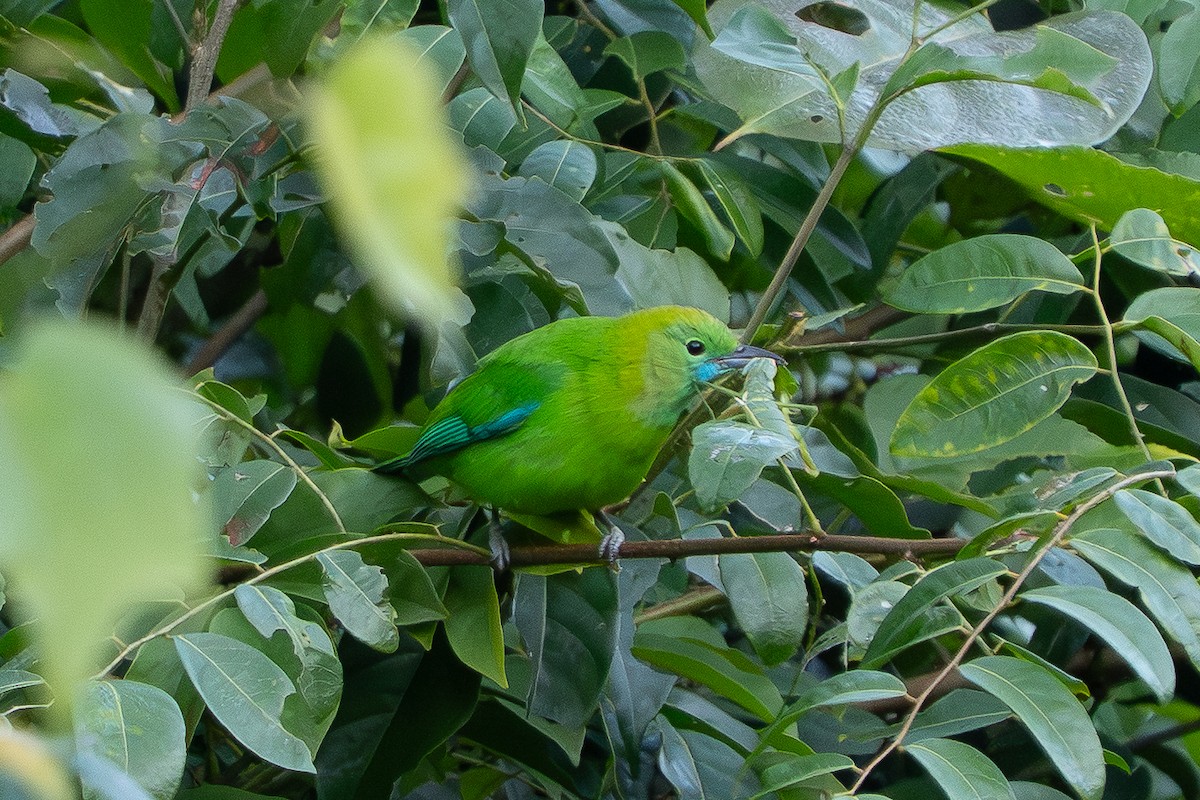 Blue-winged Leafbird - ML645995303