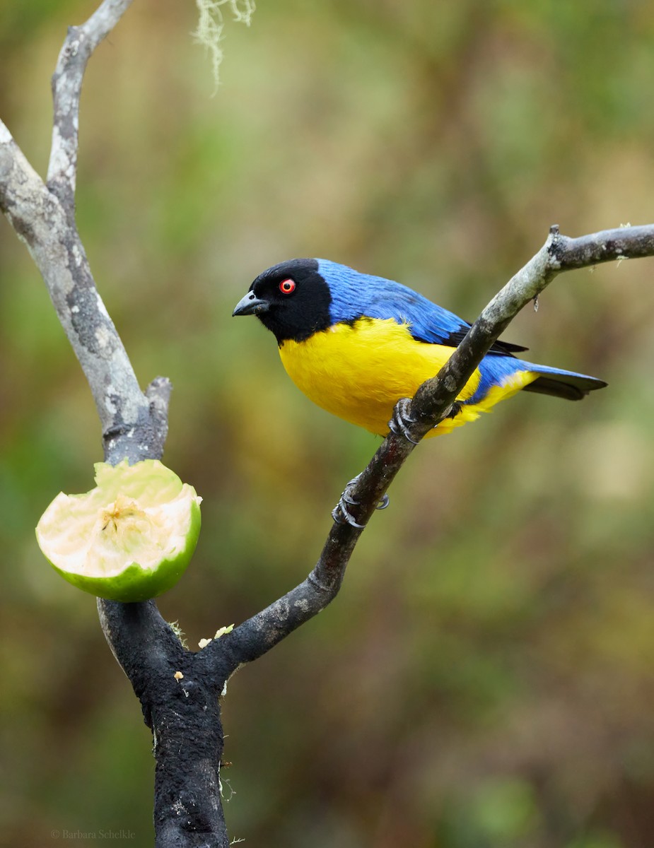 Hooded Mountain Tanager - ML645995305