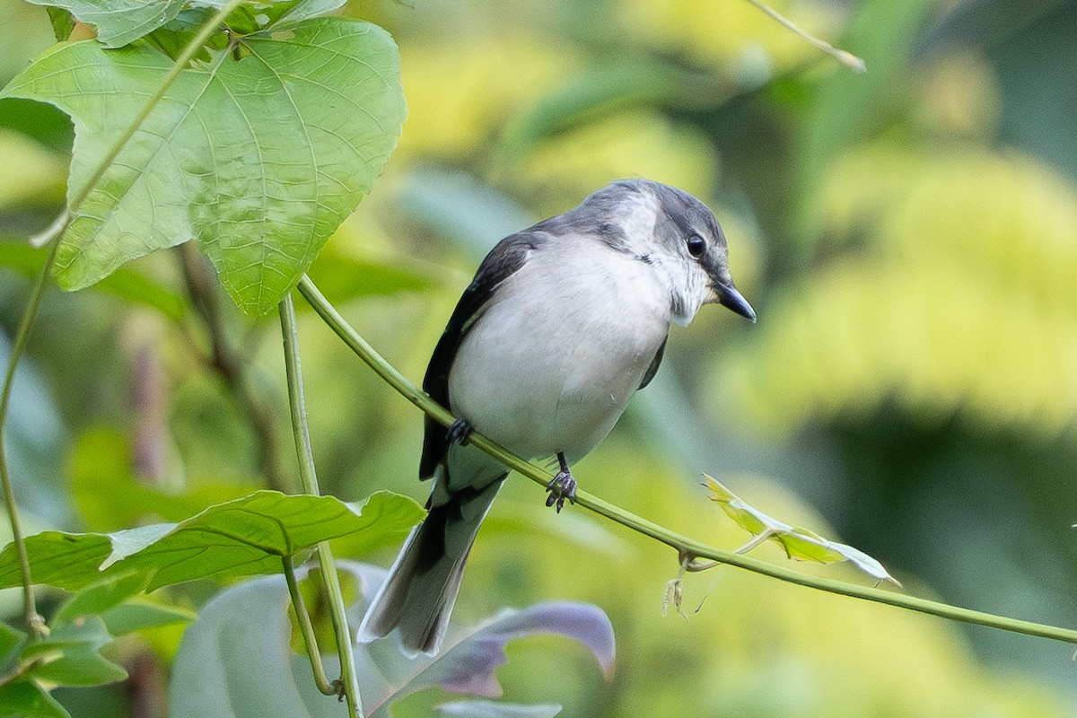 小灰山椒鳥 - ML645995306
