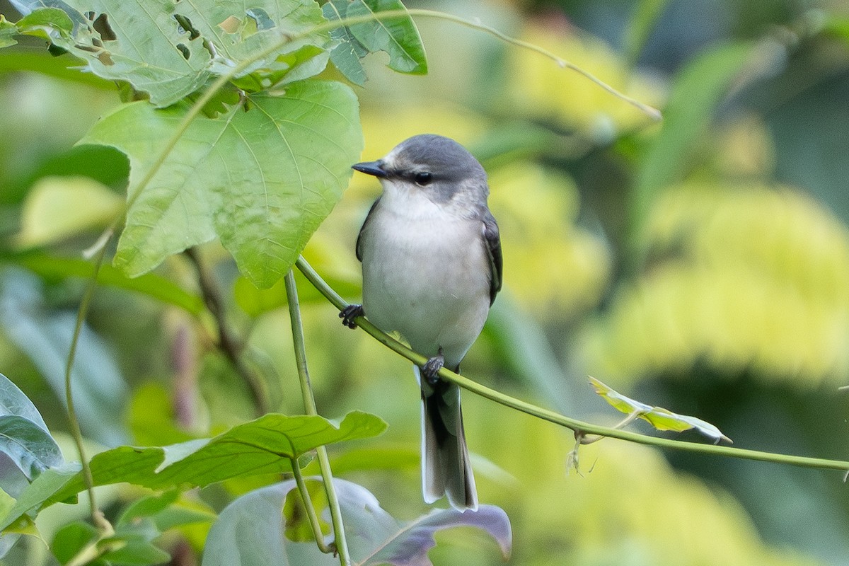小灰山椒鳥 - ML645995307