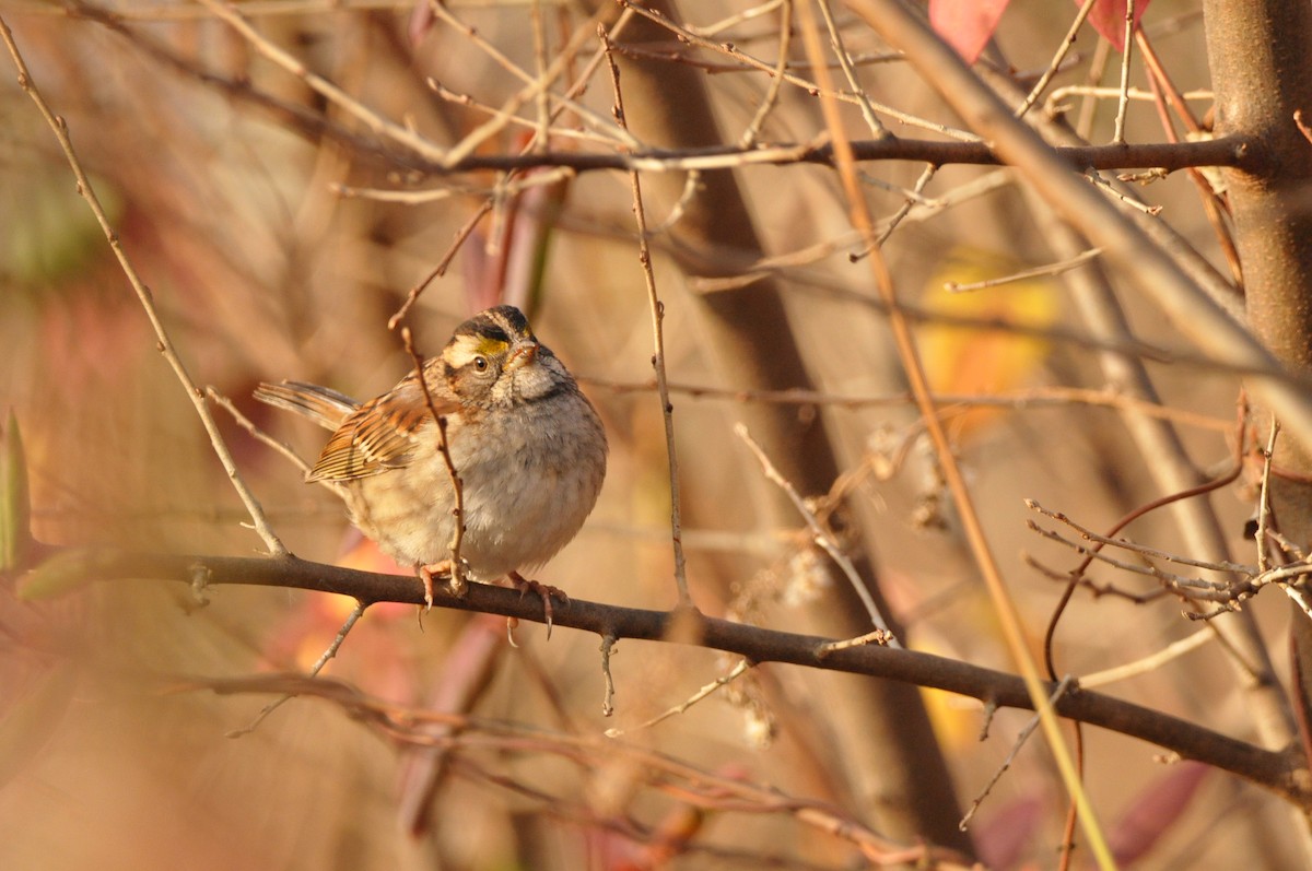 White-throated Sparrow - ML645995312