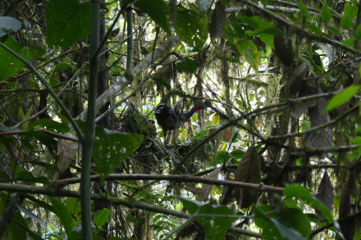 Crested Guan - ML645995320