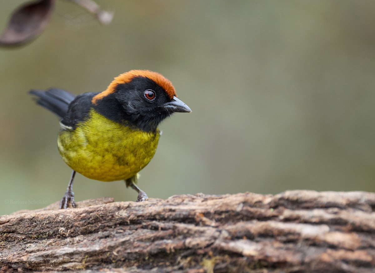 Black-faced Brushfinch - ML645995322